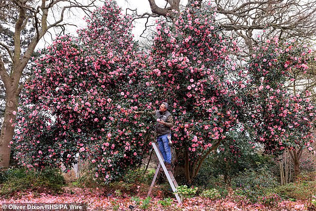 Many trees and shrubs have 'bounced' early this year, and many are 'laden' with blossoms as early as February, thanks to last year's weather, according to the Royal Horticultural Society