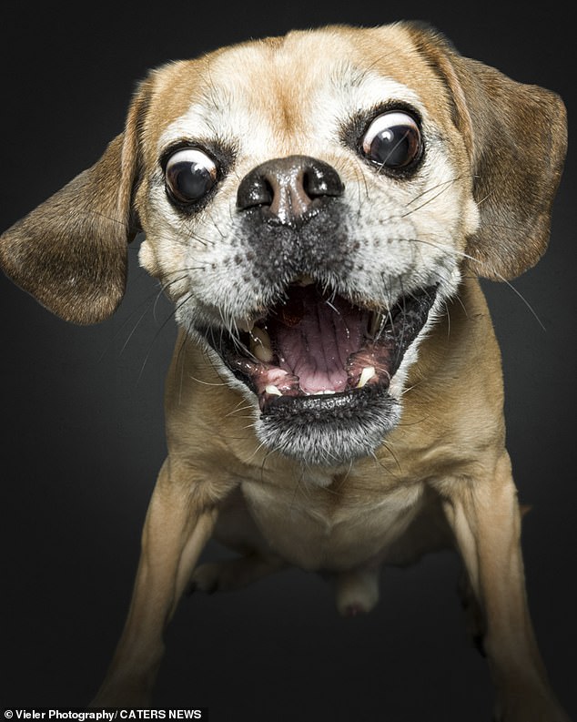 The collection, by German photographer Christian Vieler, 53, from Selm, Germany, shows the puppies' 'happy outlook on life'