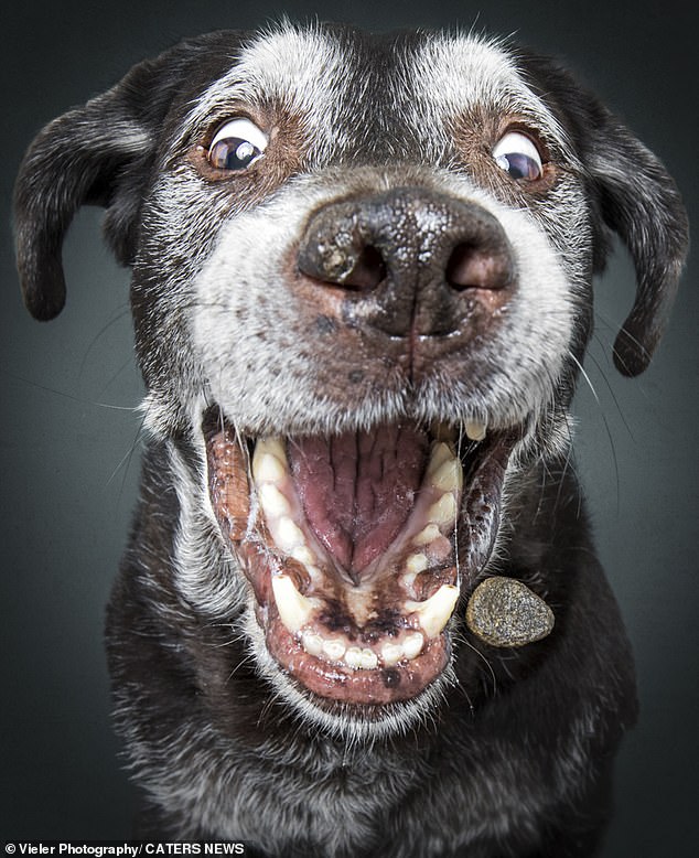 Here, Cuba the dog is seen with his eyes open in excitement as he opens his mouth in anticipation of the treat