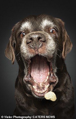 Murphy (photo) is eagerly awaiting his delicious treat