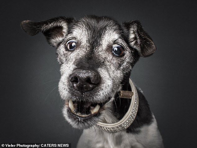 According to snapper Christian Vieler, the project is an ongoing one and he plans to continue taking photos of older dogs