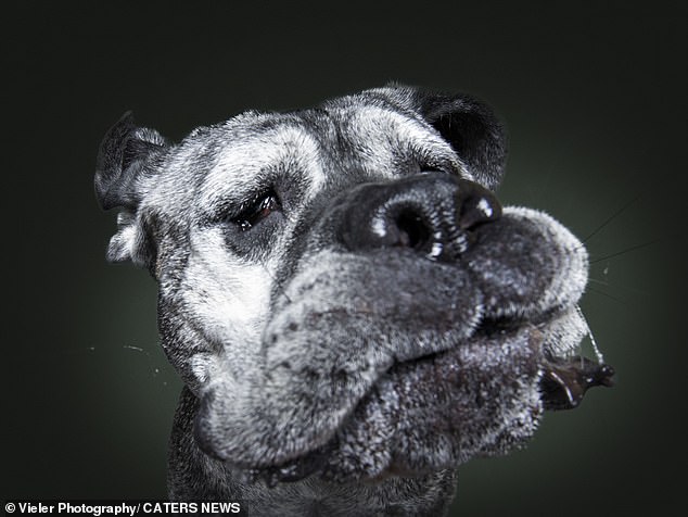 DROOL: This senior dog is just seconds away from opening his jaws and picking up that tasty treat