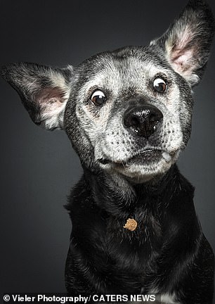 This dog has his eye on the prize and is waiting for the treat to arrive