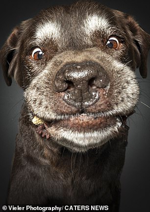 The concentration as this dog gobbles down his snack is adorable