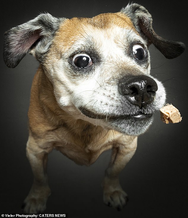 PERFECT TIMING: This dog is just a split second away from chewing this treat, which is just milliseconds away from his jaws