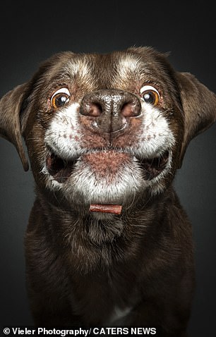 Jimmy the dog was more concerned about catching the treat than showing off his best side