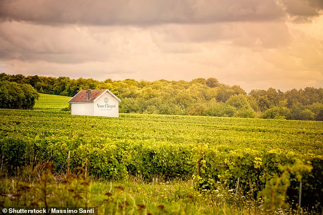 The average price of vineyards in the 319 districts that decided to participate in the Champagne region was €1.06 million per hectare in 2022. In contrast, the price of land in the districts that decided not to participate in the Champagne region was around 1 percent of that (Stock Photo)