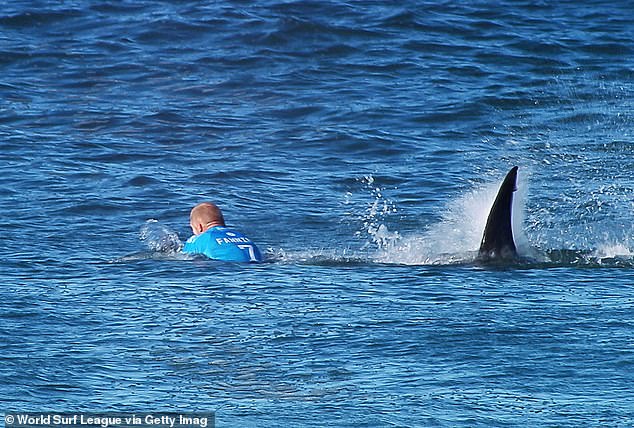 The three-time world champion famously fought a great white shark during a match in South Africa in July 2015 (pictured)