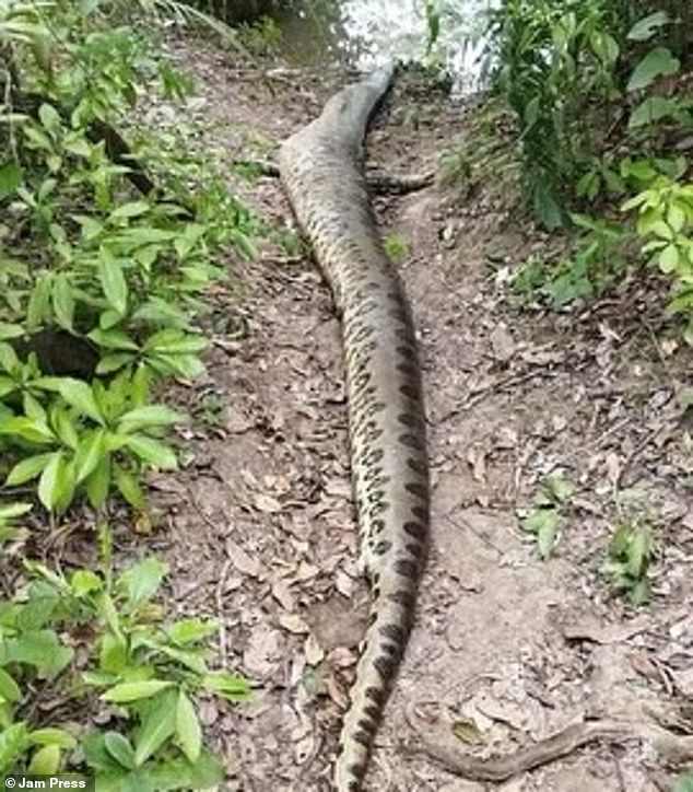 The 7-meter-long lifeless body of Ana Julie was found in the Formoso River in the rural area of ​​Bonito in the state of Mato Grosso do Sul in southern Brazil