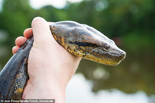 A team of 15 international biologists discovered the Northern Green Anaconda in February, named it 