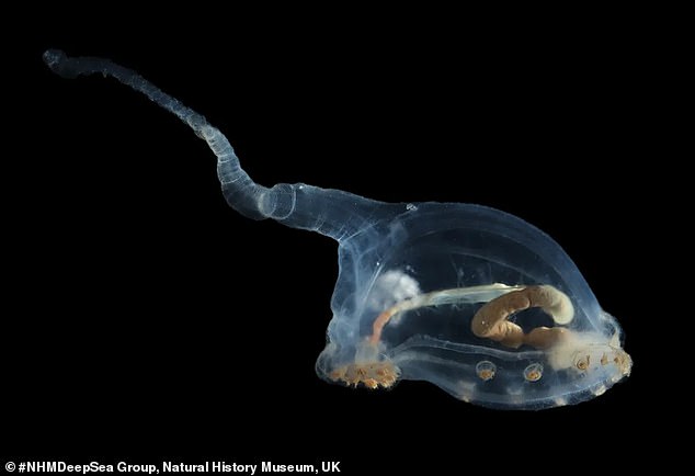 Although the alien and perfectly translucent sea pig, also known as a 'unicumber', has been photographed in previous 'seabed surveys', no physical sample of the species had yet been collected – nor had the creature been photographed in high definition.  for