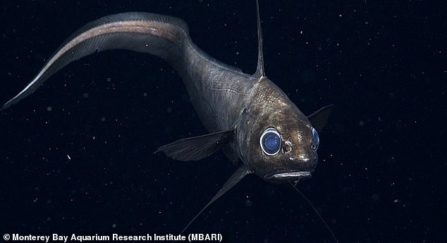 The rattail fish, with its large blue eyes (pictured), is known to have powerful senses for hunting for food in the dark depths of the ocean where, as one marine biologist notes, 