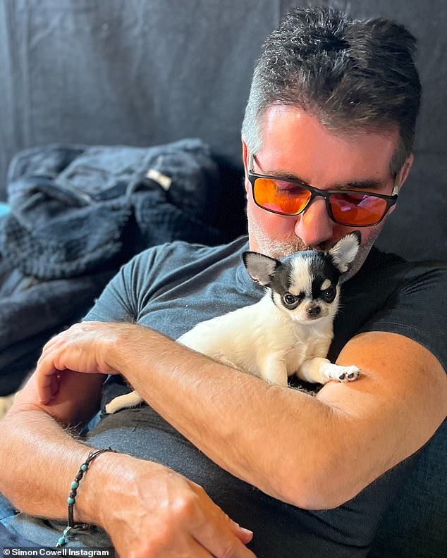 The music mogul, 64, who is known for his love of dogs, currently lives with his fiancée Lauren Silverman, their son Eric, 10, and five dogs.  And now the family has a new resident, a pet Chihuahua, which Simon showed off in a slew of adorable Instagram photos on Tuesday