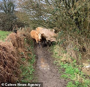 The cows blocked the path, causing the group to take evasive action