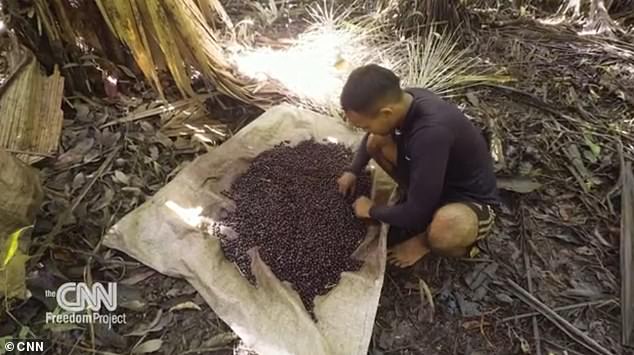 Sao Paulo-based journalist Jones travels on a boat before dawn with a group of teenage boys involved in the dangerous practice of berry picking