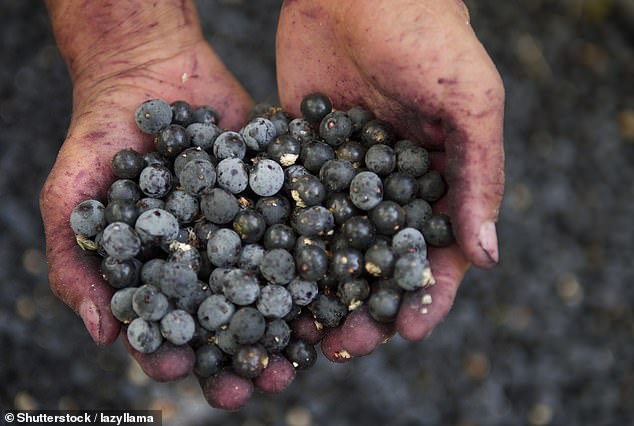 While acai shops market themselves as health-conscious, critics say they are conveniently overlooking the issue of the dangers of child labor (stock image)