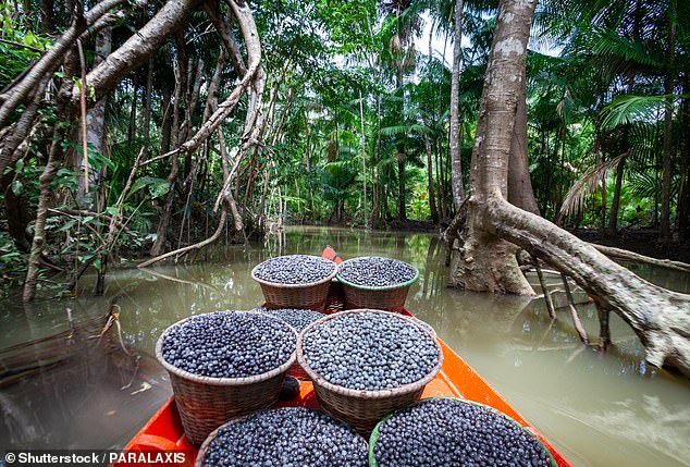 Acai has been part of the Brazilian diet for hundreds of years, but became popular in the US in the 2000s (stock image)