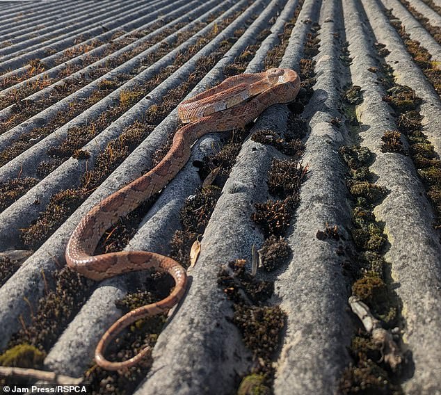 A corn snake that disappeared for a year has been reunited with its owner after being fell into a garden by a crow