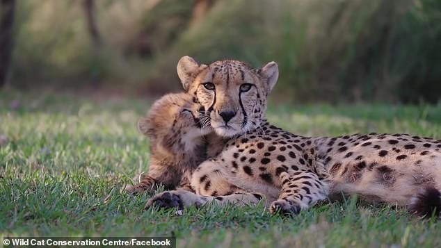 The Wild Cat Conservation Center released Edie into the wild last week, saying she was meant for this moment her whole life