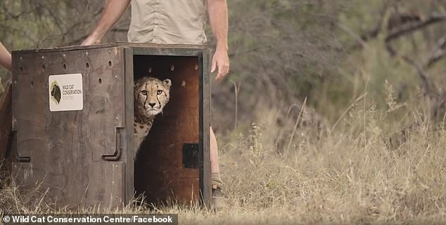 The conservation center shared a statement on social media following Edie's release, saying the aim is now for more cheetahs to follow in her footsteps.