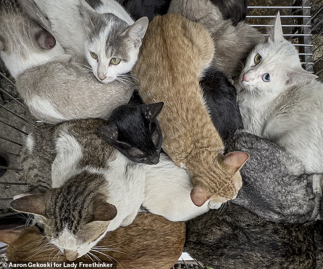 The Humane Society estimates that five million dogs and one million cats are captured and eaten in Vietnam every year