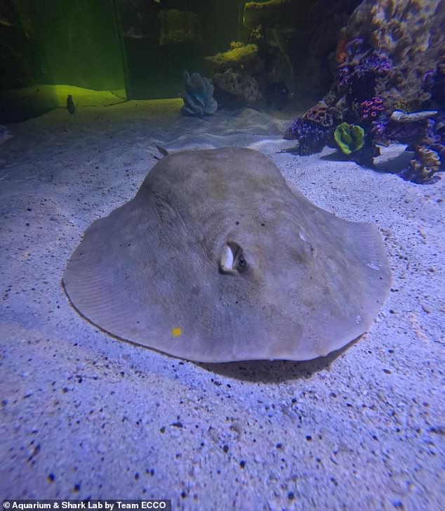 It is expected that Charlotte the stingray will give birth at any moment