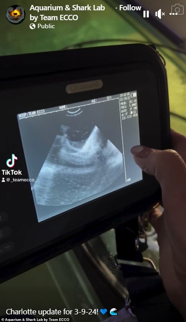 The team at the Aquarium & Shark Lab in Hendersonville showed an ultrasound of the pups moving their tails in Charlotte's womb