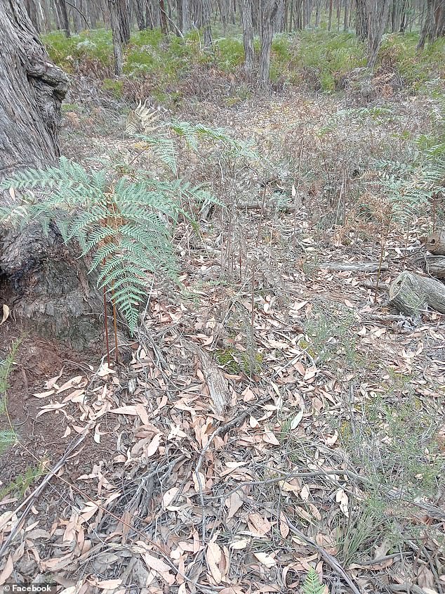 Can you spot the copperhead snake hiding among the dead leaves in the bushland near the aptly named rural town of Snake Valley, west of Ballarat?