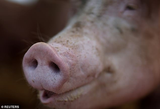 People can get swine flu through direct contact with infected pigs and the strains that infect humans are often mixtures of avian, swine and human flu viruses