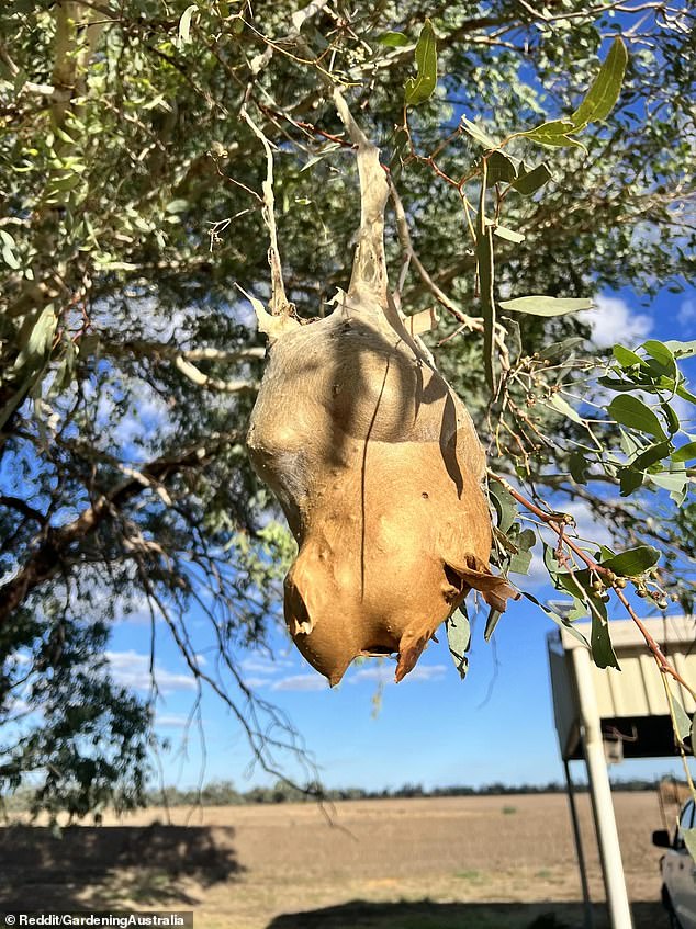 An Australian gardener has asked for help identifying a strange 'nest' hanging from a eucalyptus tree in their backyard.