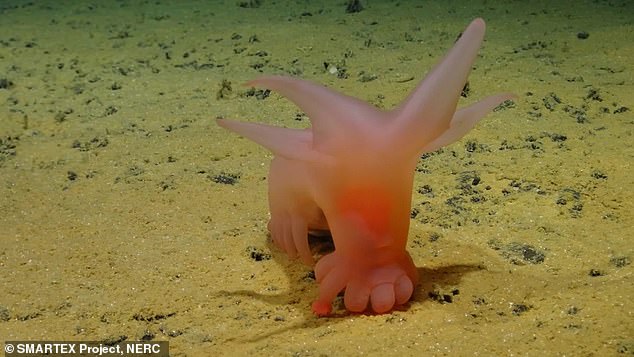 The latest finds from London's Natural History Museum, which is working with the SMARTEX study into the impact of mining on the seabed, include the pink 'Barbie pig' – a sea cucumber that searches the ocean floor for dead plankton, 'sea snow' or more technically called 'phytodetritus'.