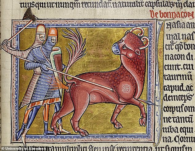 In the illustration, the fictional bonnacon expels acidic feces from his anus as a form of defense against two knights