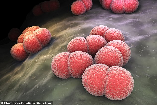 The CDC issued an alert to doctors Thursday about increased cases of a form of invasive meningococcal disease caused by a strain of the bacterium Neisseria meningitidis known as ST-1466.