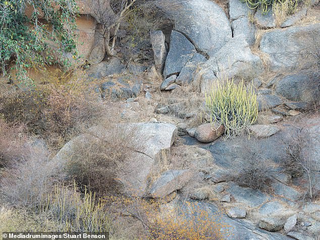 Can you find the hidden leopard in this tricky optical illusion?