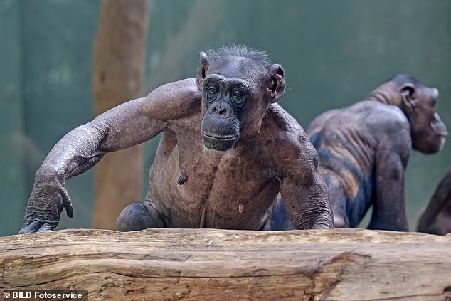 The chimpanzees at the Magdeburg Zoo, in northern Germany, were only seen with small tufts of hair covering their bodies