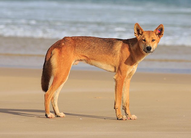 There have been well over a half-dozen dingo incidents on K'gari in as many weeks (stock image)