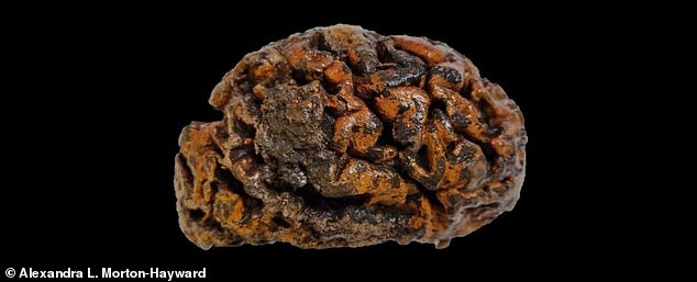 This thousand-year-old brain belonged to an individual whose remains were excavated from the 10th-century cemetery of St. Martin's Church in Ypres, Belgium.  The folds of the fabric are still soft and wet.  They are colored orange with iron oxides