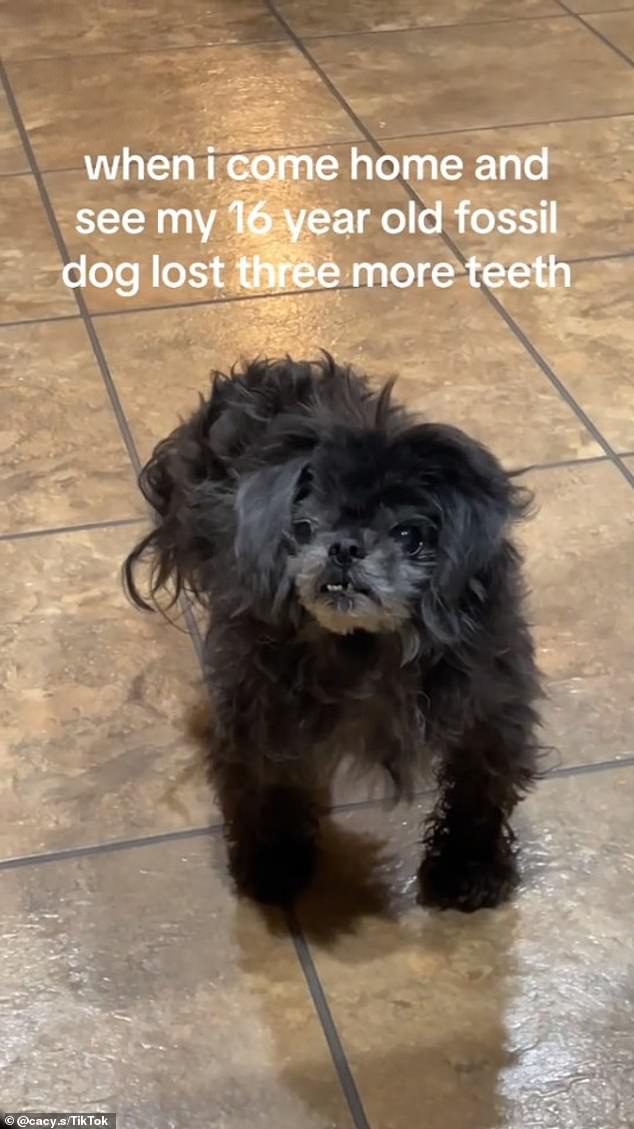 Another clip showing a small black dog with a severe underbite was captioned: “I get home and see my 16 year old fossil dog has lost three more teeth.”