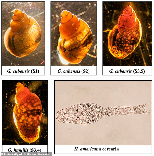 A team from the University of California Riverside (UCR) found that Heterobilharzia americana, a flatworm commonly called liver fluke, was transmitted by snails along the Colorado Riverbed.