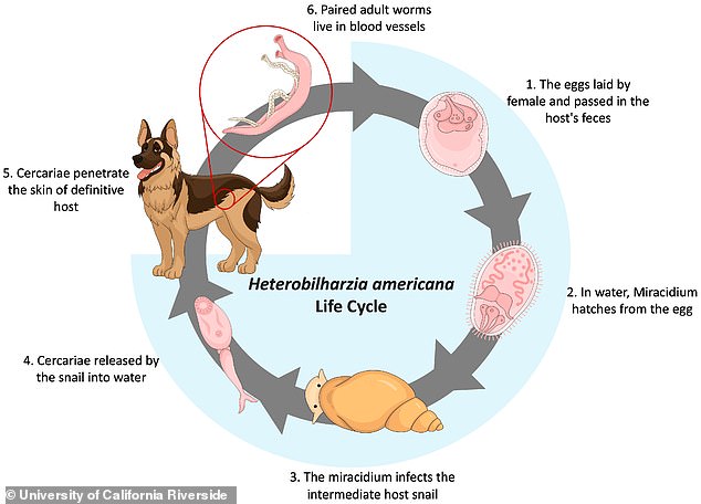 After transforming itself into one of the snails, the worm ventures out to find a mammal to infect.  In this stage he can only survive for about 24 hours.  If a dog or raccoon sits in or drinks water, it becomes infected