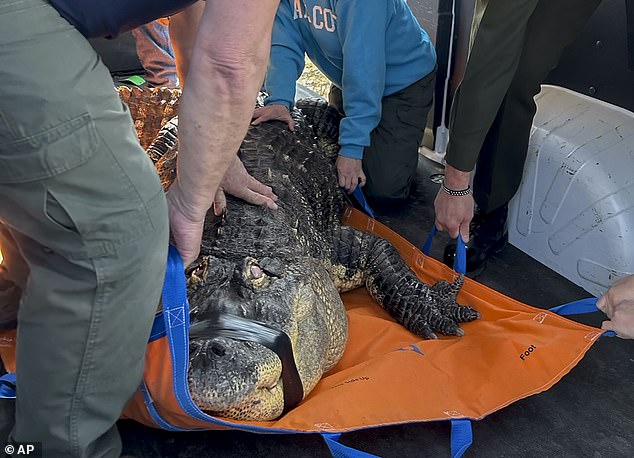 Conservationists claimed the alligator's owner let visitors into the pool with the reptile to pet it