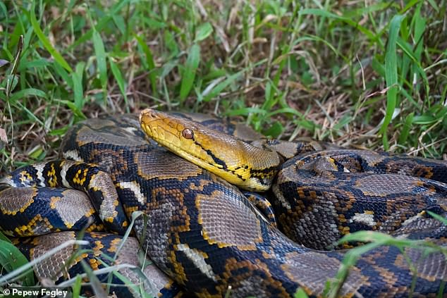 Scientists have measured the growth rates of two species of large pythons – the reticulated python (pictured) and the Burmese python – on farms in Thailand and Vietnam