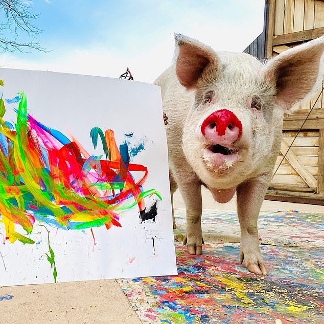 Pigcasso with a red nose after a painting session.  Lefson rescued Pigcasso from a factory farm in South Africa in May 2016, just weeks before she was to be sent to the slaughterhouse