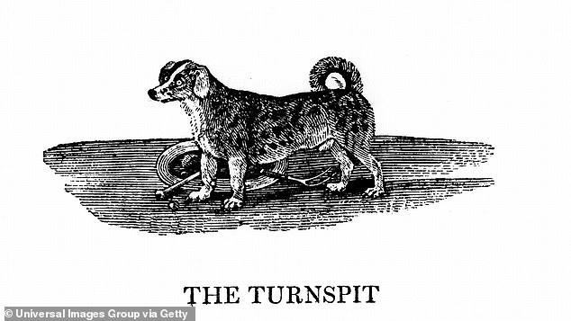 Turnspit dogs were bred to run in a hamster wheel-like device