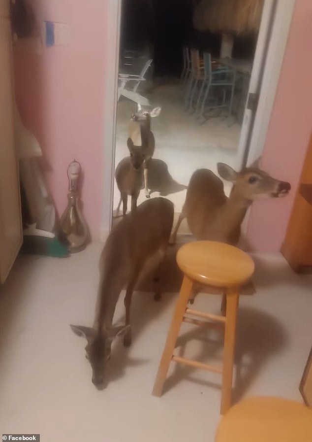 Scancarelli lured the endangered Key Deer to his home and posted this video on Facebook