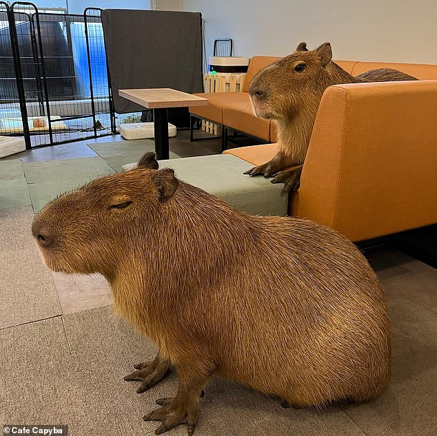 Café Capyba lets customers enjoy their coffee next to two capybaras named Kohaku and Pisuke (photo)