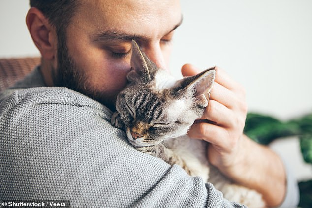 The “crazy cat lady” stereotype has been around for decades.  But it seems times are changing – research shows cat adoption is clearly more popular among men than women (stock image)