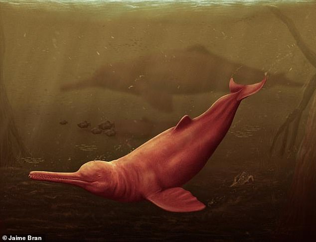 The fossilized remains of an ancient dolphin believed to have lived 16 million years ago have been found in the Peruvian Amazon