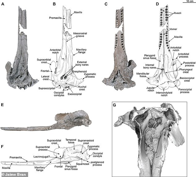 A team of researchers from the University of Zurich has found the skull of the largest dolphin ever discovered