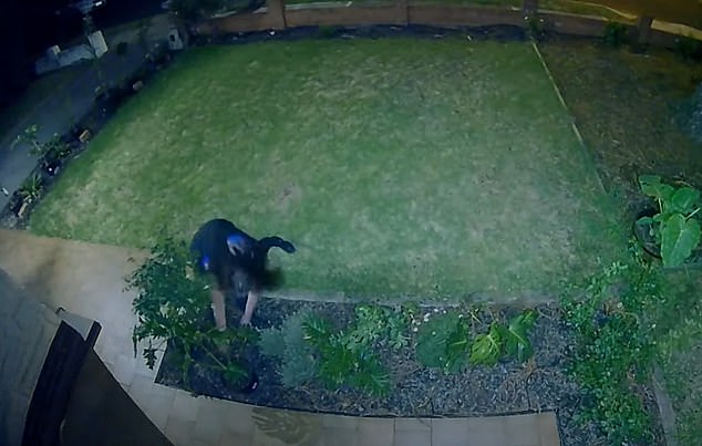 A couple whose porch was hit by repeated plant thefts and who received little help from police took matters into their own hands with an ingenious use of technology.  The photo shows the alleged thief